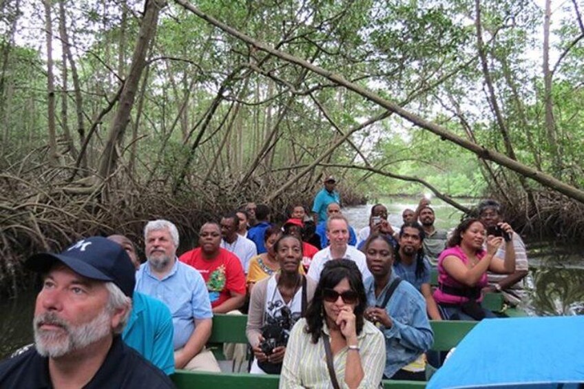 The Scarlet Ibis - Caroni Swamp Tour 1