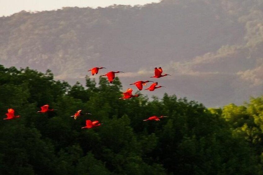 The Scarlet Ibis - Caroni Swamp Tour 3