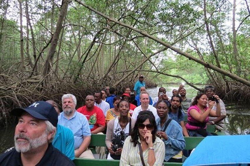 The Scarlet Ibis - Caroni Swamp Tour 1