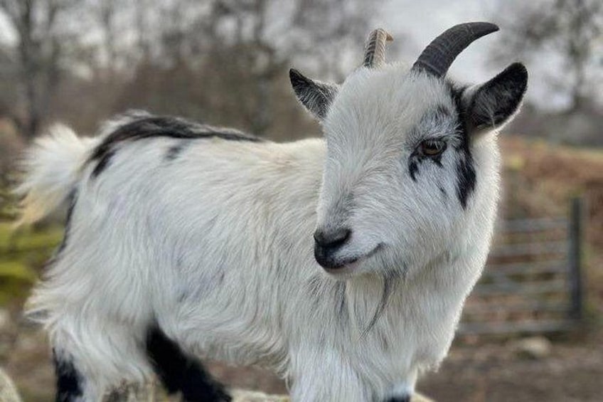 Een witte geit met zwarte tekeningen en horens. 5