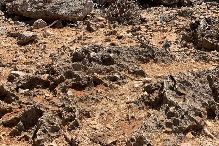 A rocky terrain with uneven ground and sparse vegetation. 4