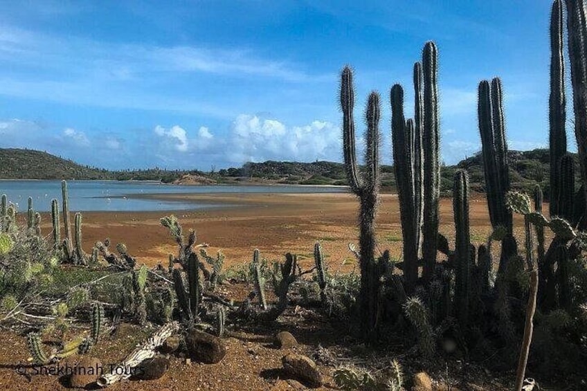 Washington Park Tour with Local Guide on Bonaire 2