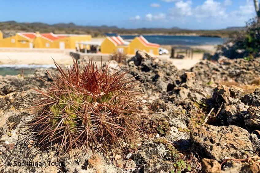 Washington Park Tour with Local Guide on Bonaire 2