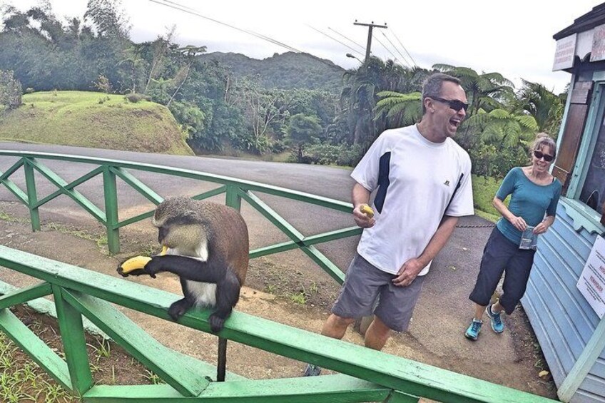 Into the Wild: Grenada Rainforest, Crater Lake & Mona Monkeys! 1
