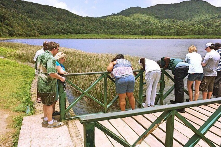 Into the Wild: Grenada Rainforest, Crater Lake & Mona Monkeys! 3