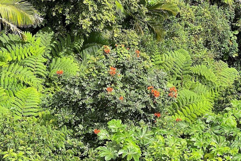 A dense tropical garden with various green plants and trees, including ferns and flowering shrubs. 2