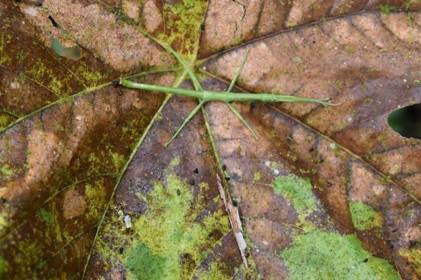 A decaying leaf with a green stem, surrounded by brown and green moss. 3