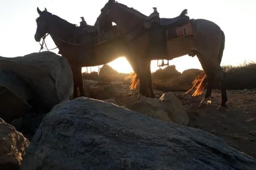 Sunset Horseback Ride in Aruba 4