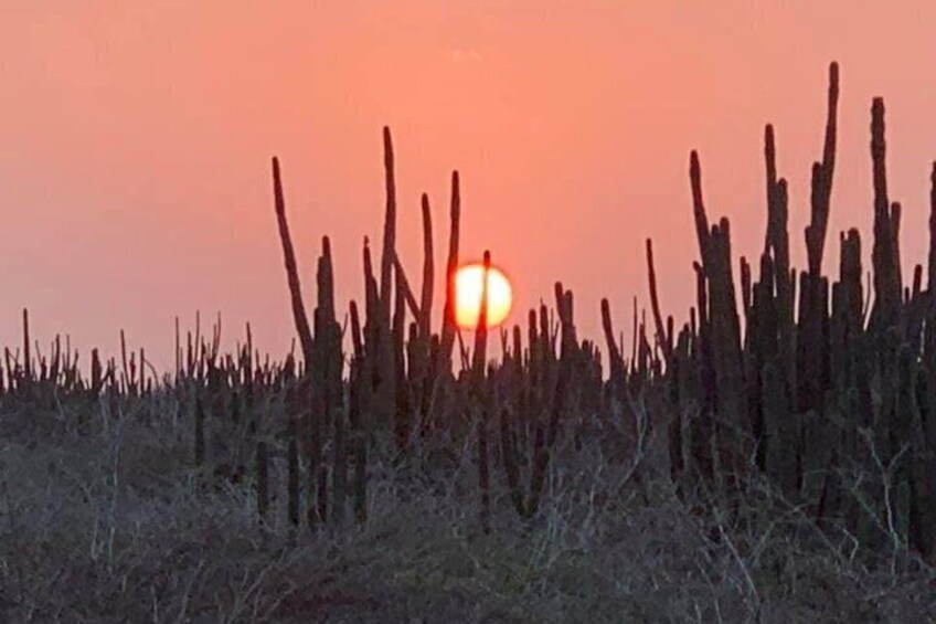 Sunset Horseback Ride in Aruba 5