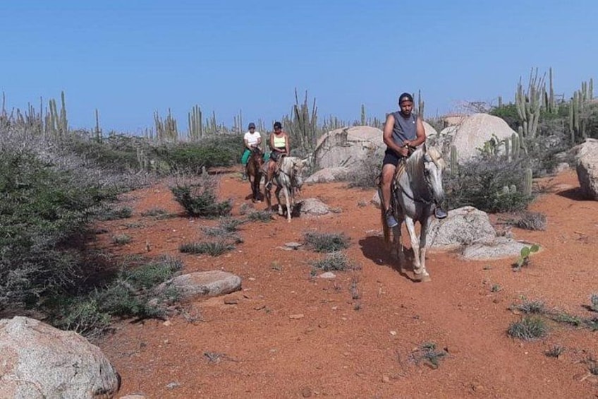 Aruba Horseback Riding Tour to Hidden Lagoon 5