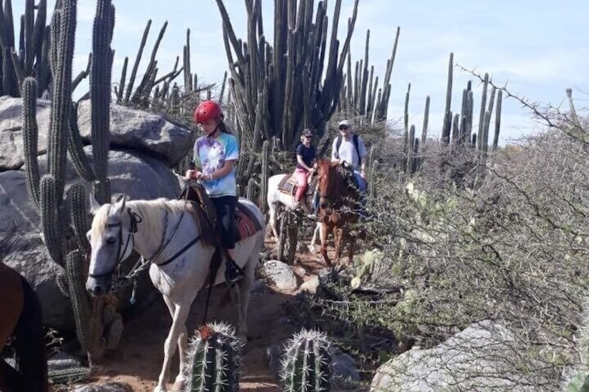 Aruba Horseback Riding Tour to Hidden Lagoon 4