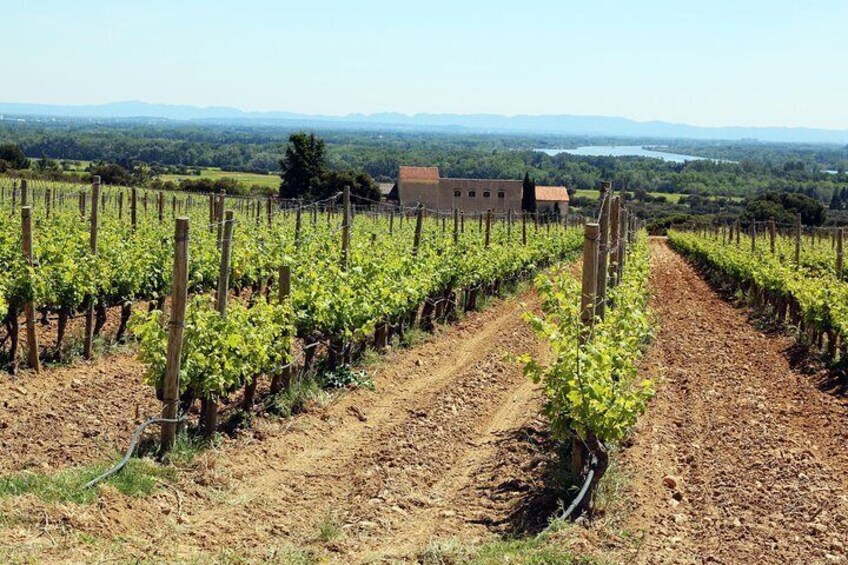 Avignon & the vineyards of Châteauneuf du Pape, where life is lived in its wine