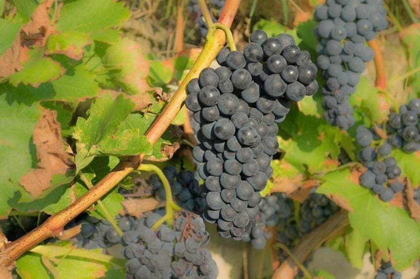 Grapes 2
