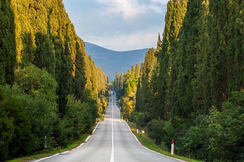 Bolgheri Avenue 5
