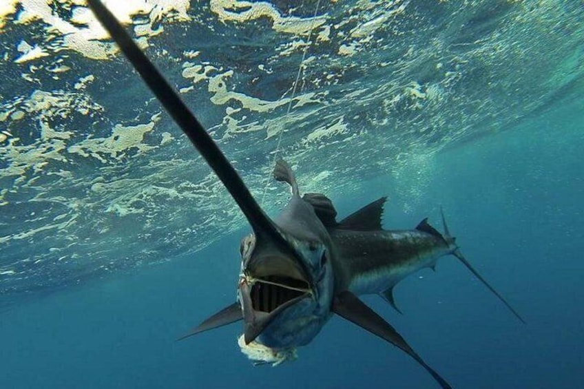A large fish swimming underwater with a boat's propeller in the foreground. 1