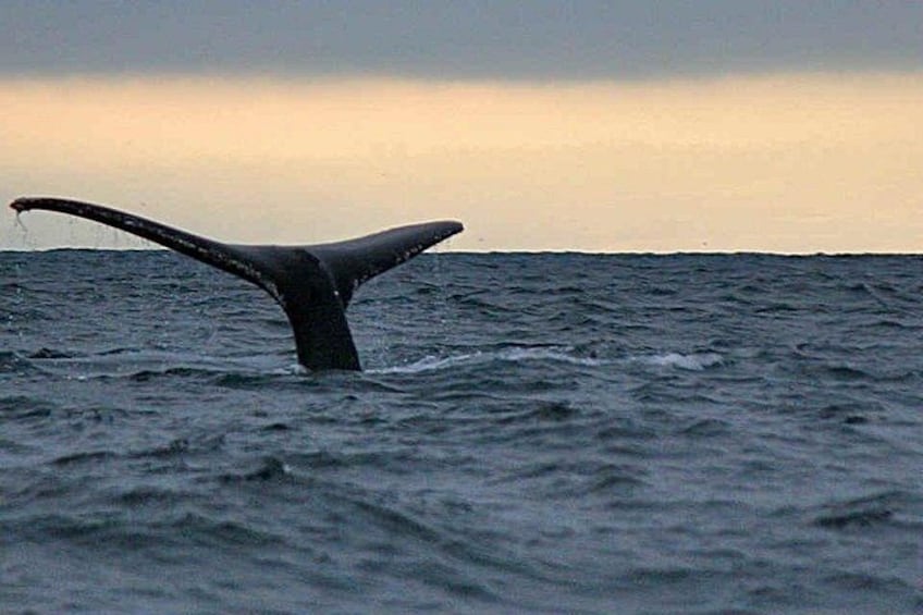 A whale tail in the ocean. 3