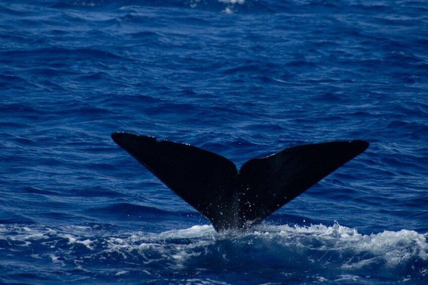 Sperm Whales off Roseau 2
