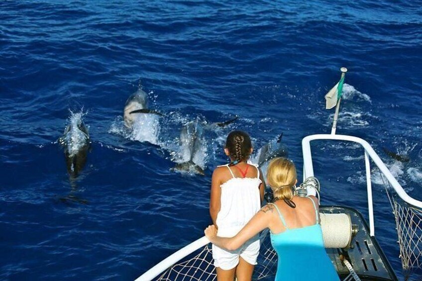 Waitukubuli Dolphin and Whale Watch in Dominica 2
