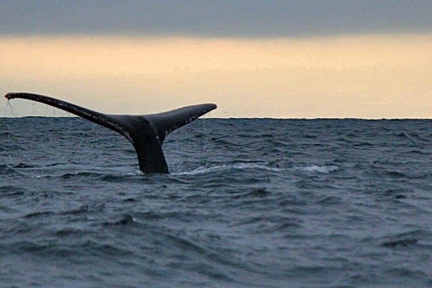 Waitukubuli Dolphin and Whale Watch in Dominica 3