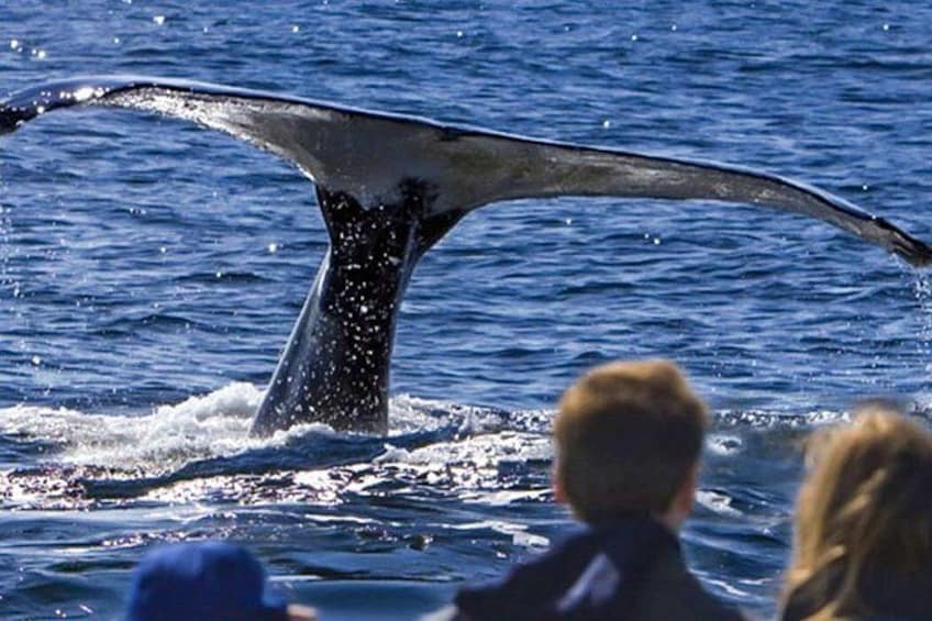 Waitukubuli Dolphin and Whale Watch in Dominica 1