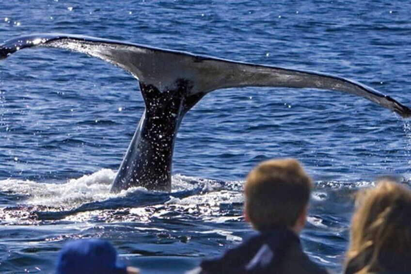 Una coda di balena che emerge con schizzi d'acqua. 1
