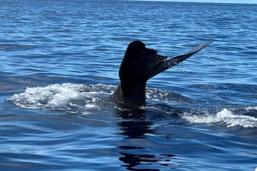 Waitukubuli Dolphin and Whale Watch in Dominica 4