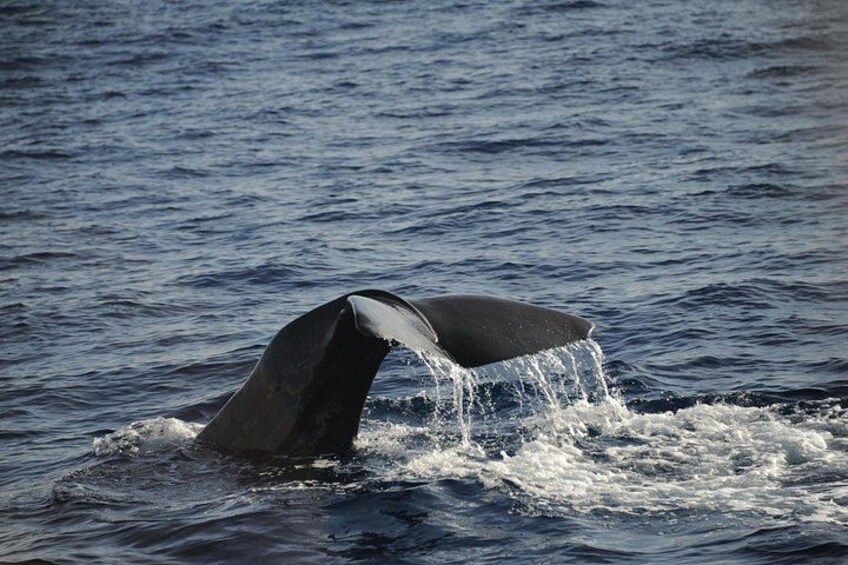 Dominican Sperm Whale 3