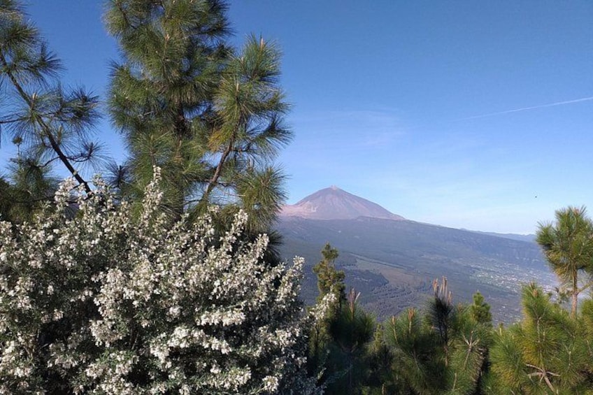 Volcano Teide National Park And North Of The Island VIP TOUR 2