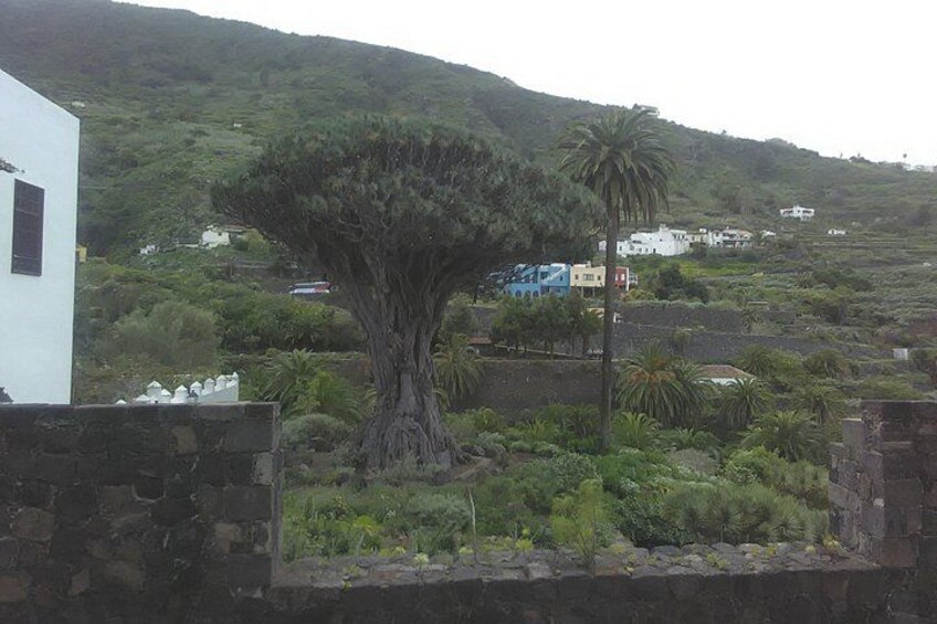 Volcano Teide National Park And North Of The Island VIP TOUR 3