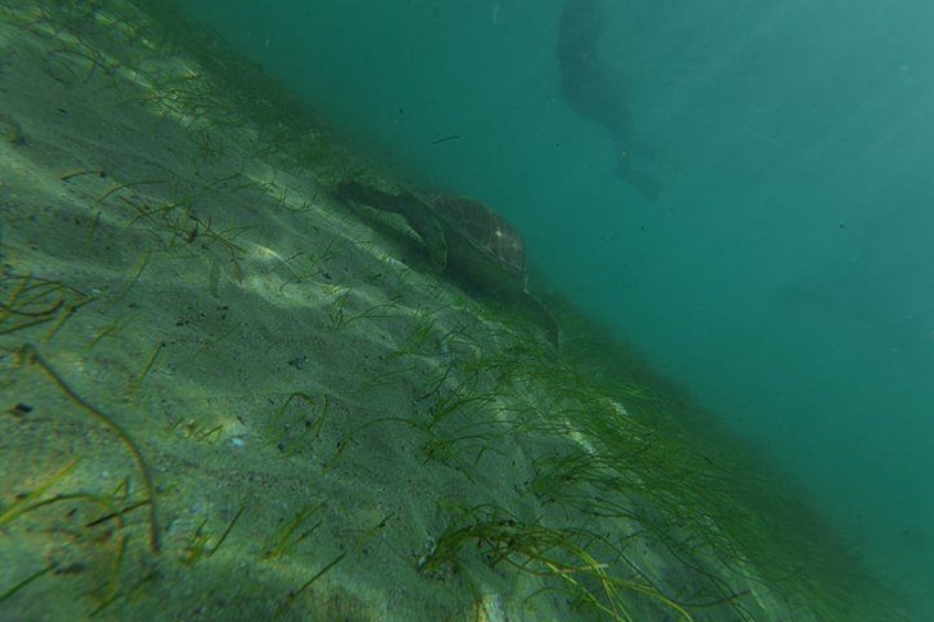 San Juan Turtle Spotting Snorkel Adventure with Videos 2