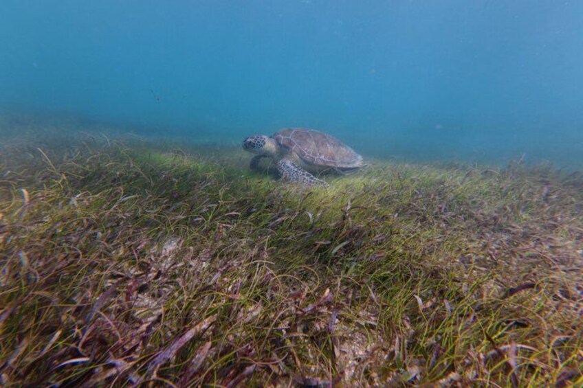 San Juan Turtle Spotting Snorkel Adventure with Videos 2