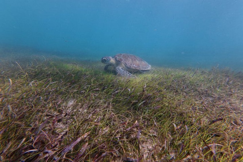 San Juan Turtle Spotting Snorkel Adventure with Videos 2