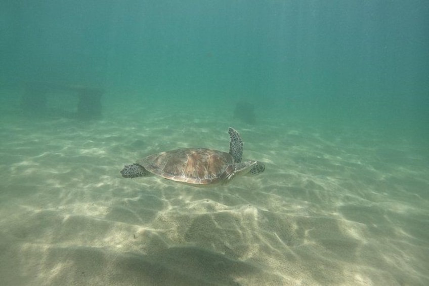 San Juan Turtle Spotting Snorkel Adventure with Videos 4