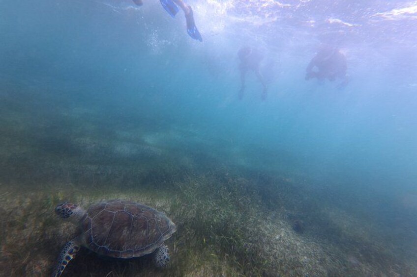 San Juan Turtle Spotting Snorkel Adventure with Videos 2