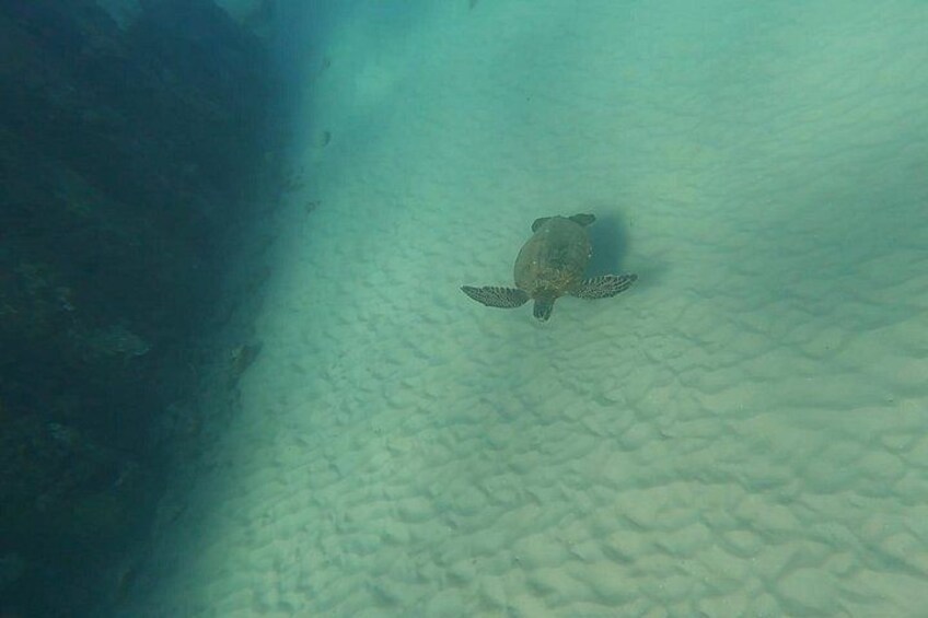 Puerto Rico Jet Snorkel with Turtles and Videos in San Juan 3