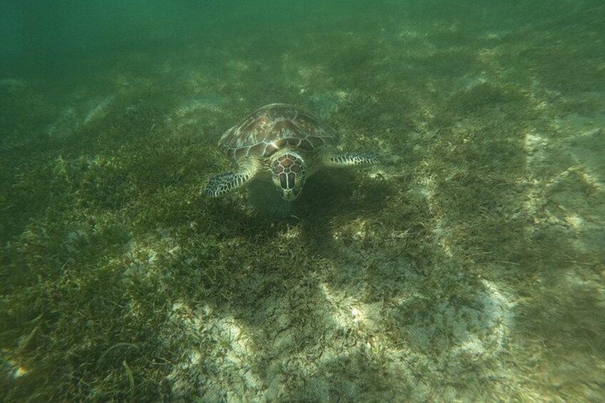 Puerto Rico Jet Snorkel with Turtles and Videos in San Juan 2