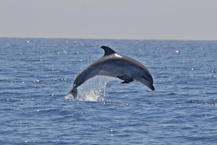A dolphin leaping out of the ocean. 5