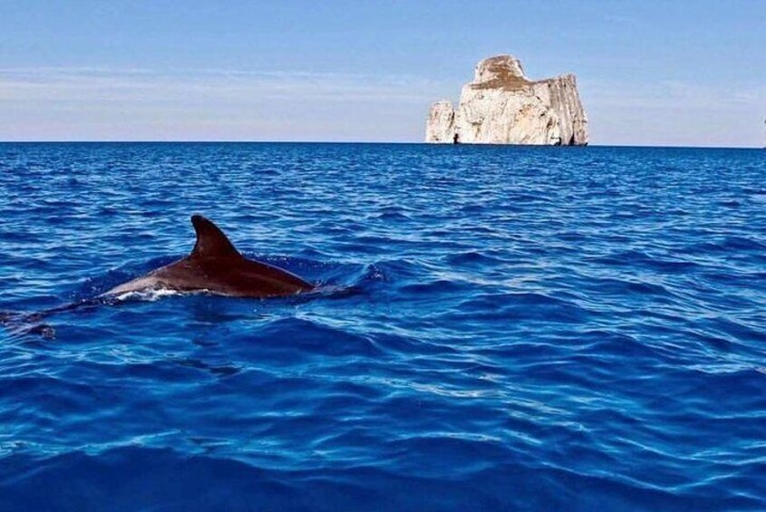 A dolphin swimming in the ocean with a large rock formation in the background. 4