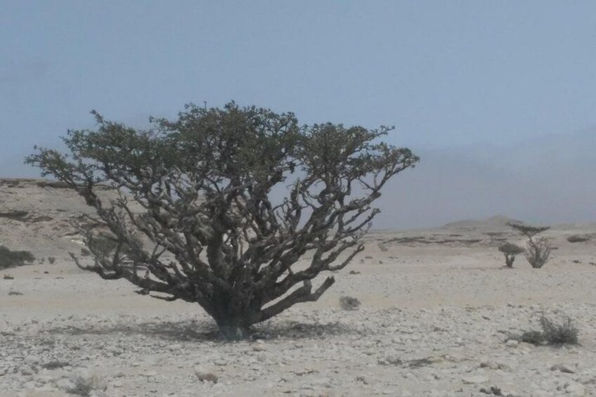 Un paisaje desértico con un árbol destacado en primer plano y vegetación escasa al fondo. 3