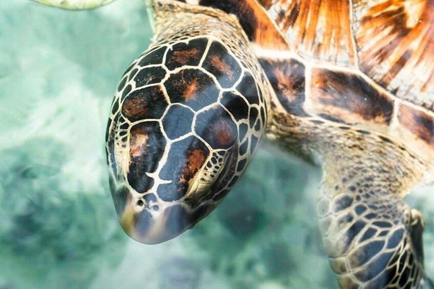 A sea turtle with a patterned shell and flippers. 3