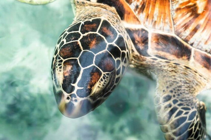 A sea turtle with a patterned shell and flippers. 3