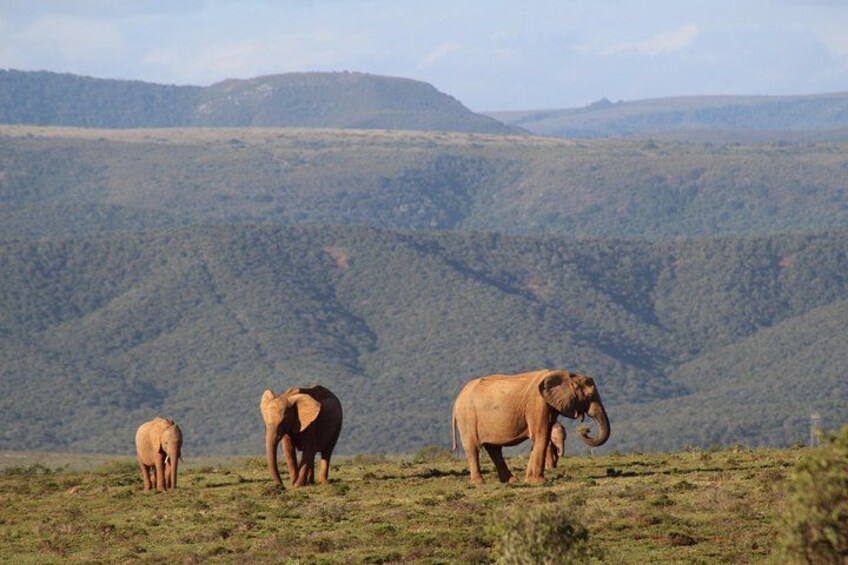 Addo Elephant Park multi-day Photo Safari 1