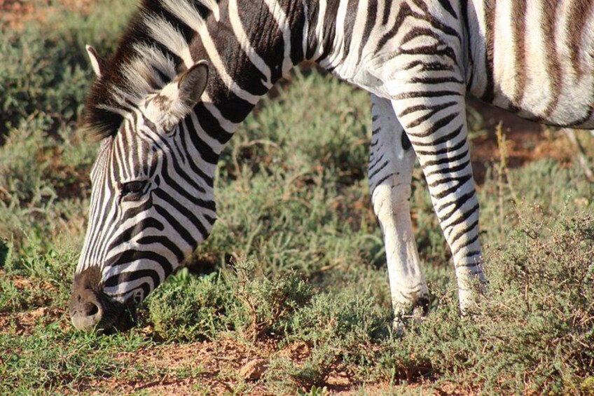 Addo Elephant Park multi-day Photo Safari 4