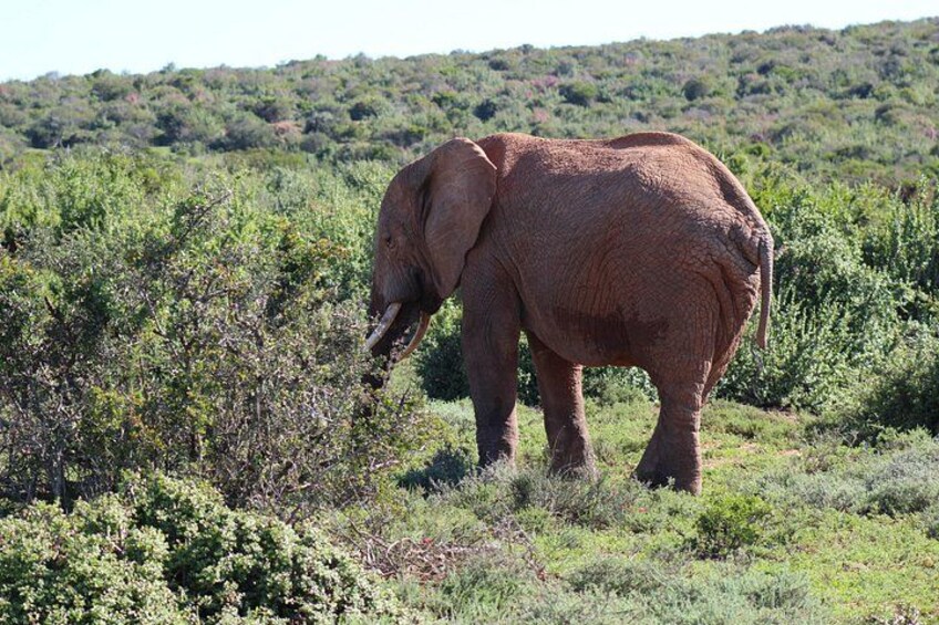Addo Elephant Park multi-day Photo Safari 3