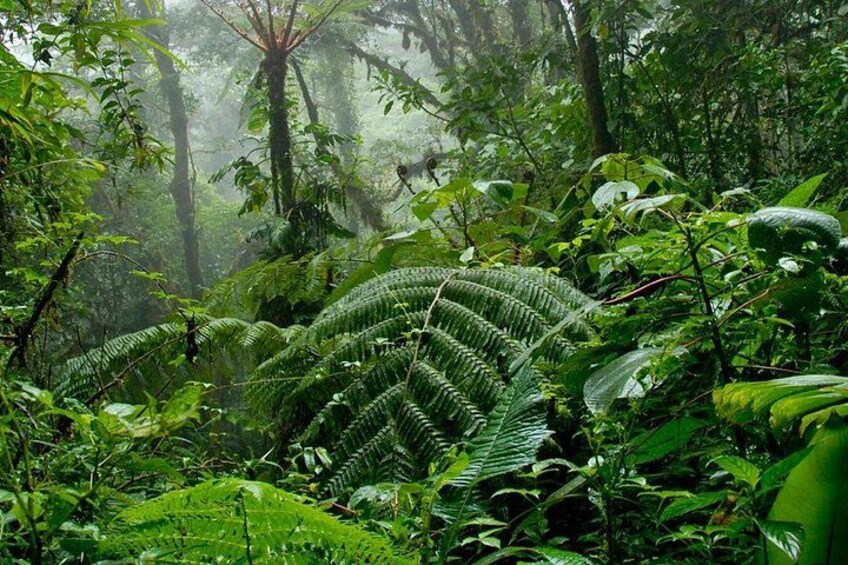 A dense rainforest with ferns and trees. 5
