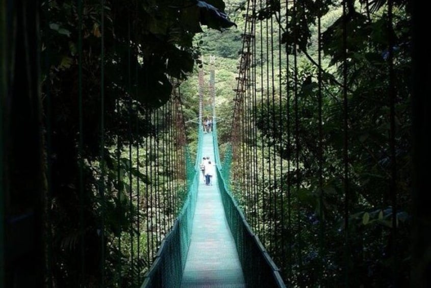 Monteverde Cloud Forest Hanging Bridges Tour from San Jose 1