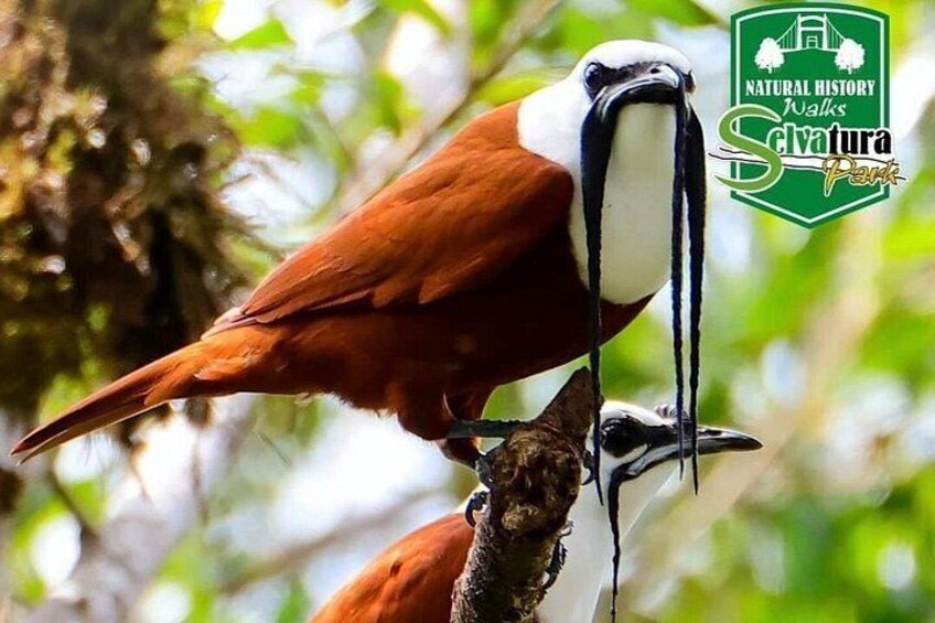 A bird with a distinctive white face and black beak perched on a branch. 4