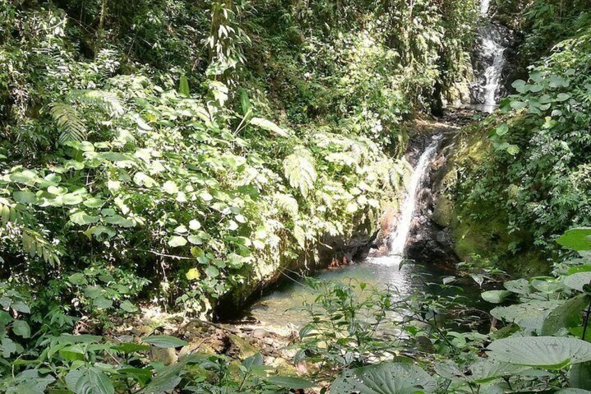 A waterfall in a lush, green forest. 3