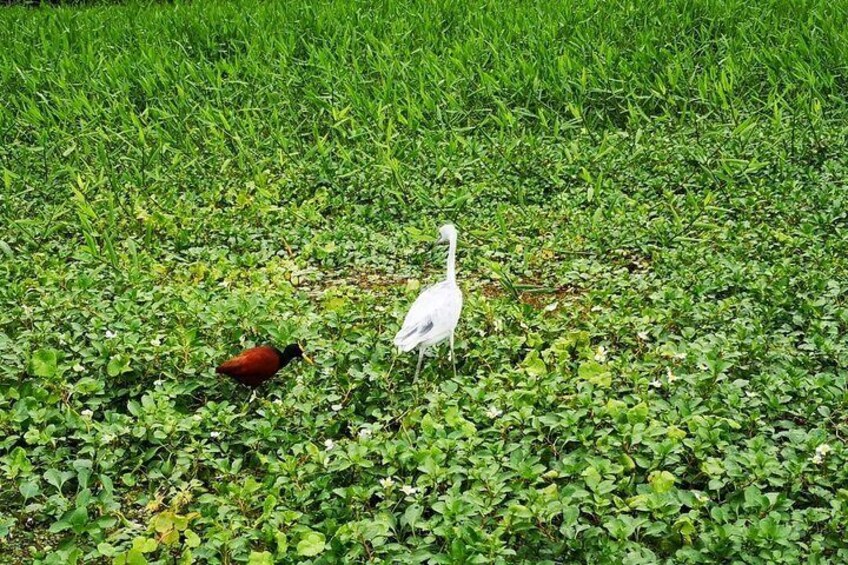 Birds in water Lilie, Tortuguero National Park