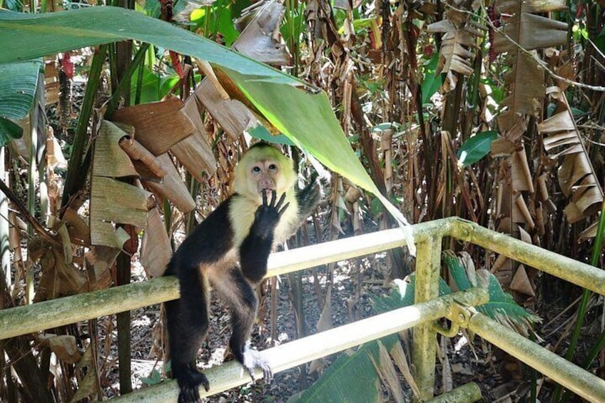 Funny Monkey 3